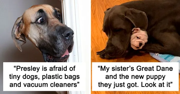 50 Great Danes Who Don’t Understand How BIG They Are (New Pics)