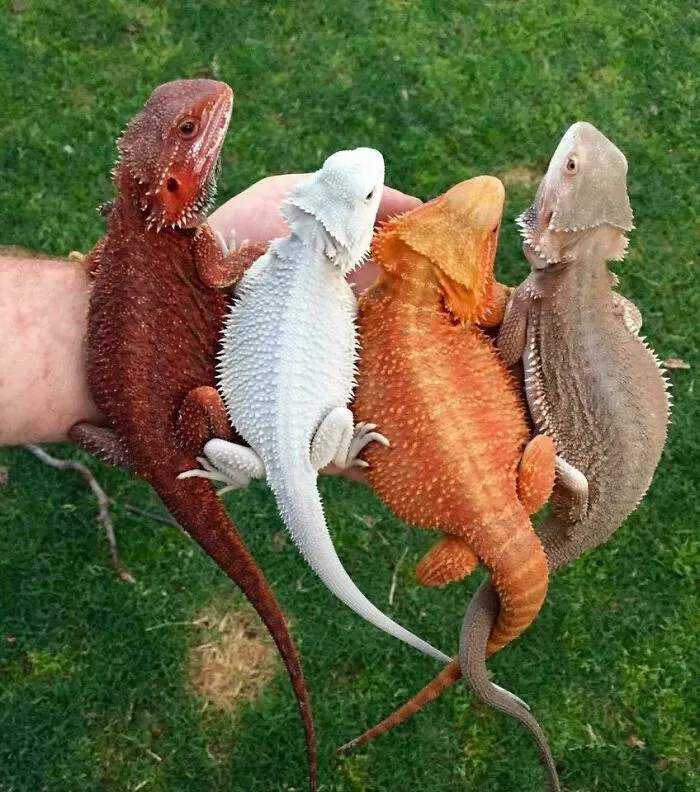 Dragones barbudos de colores