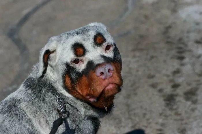 Rottweiler raro