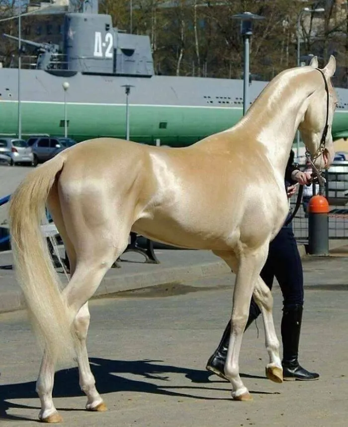 A Really Shiny Beautiful Creature