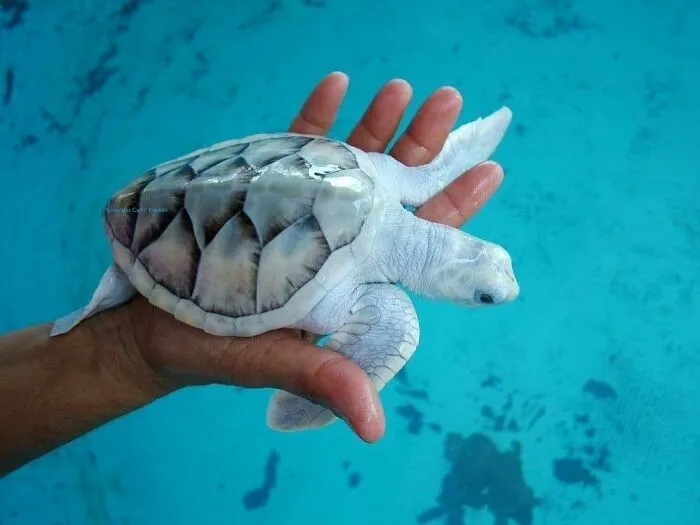 Tortuga marina leucística encontrada en Facebook