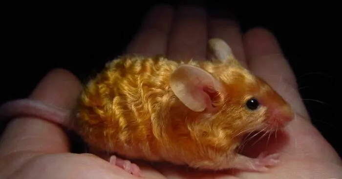 Este ratón dorado