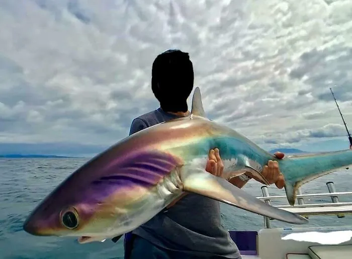 An Iridescent Thresher Shark 