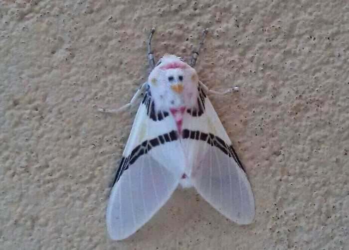 Polilla blanca con cara de pollo