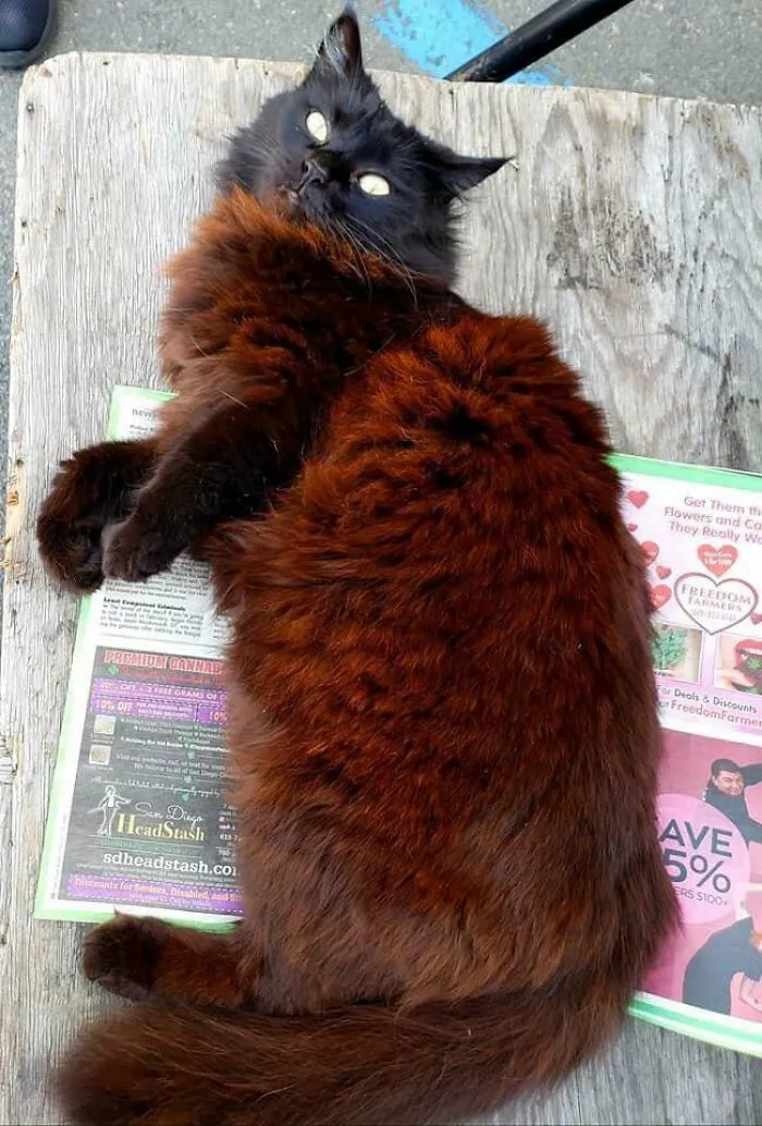 Este gato tiene un pelaje rojo raro