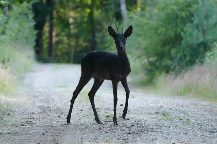 A Black Doe