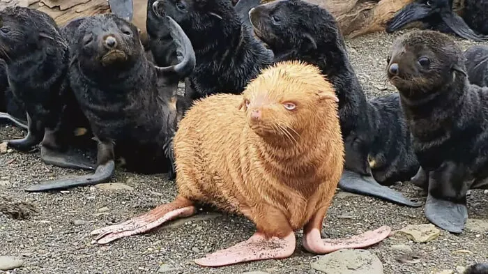 Cría de foca pelirroja en Rusia