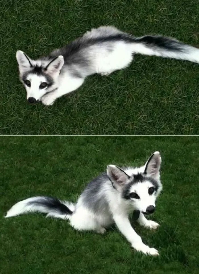Alolan Fox 
