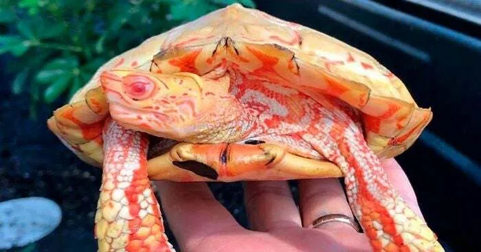 Esta es una tortuga de madera albina, es una de las mutaciones de tortuga más rara del mundo