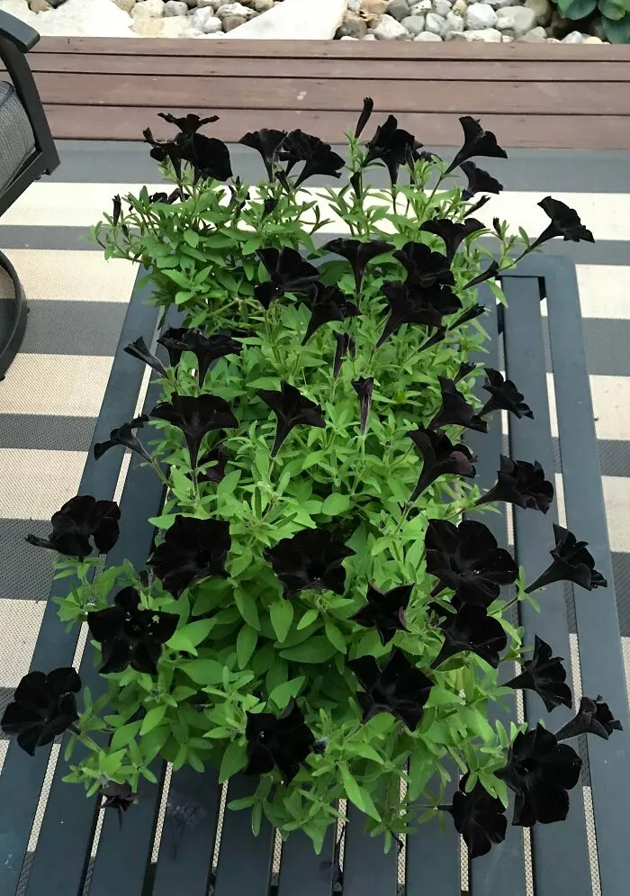 Mis petunias "magia negra" de este verano