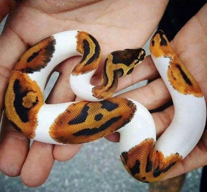 Esta serpiente tiene una calabaza en su lomo