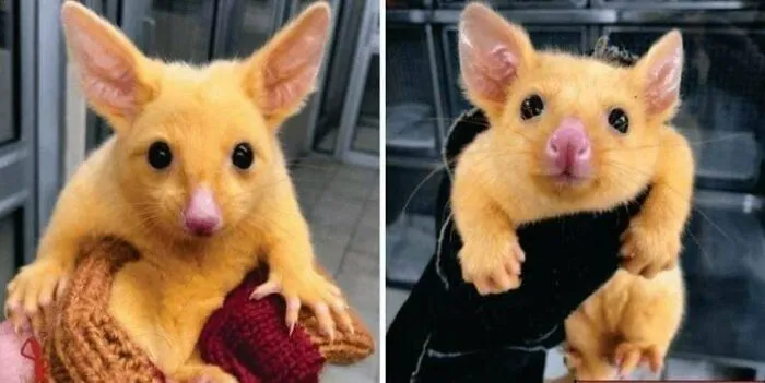 Una clínica veterinaria australiana rescata a una zarigüeya dorada. La llamaron Pikachu