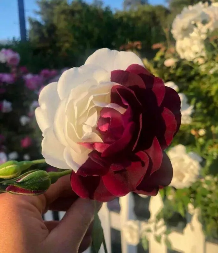 Flor mitad blanca mitad roja