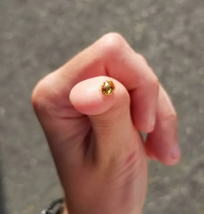¿Escarabajo dorado? No, mariquita dorada