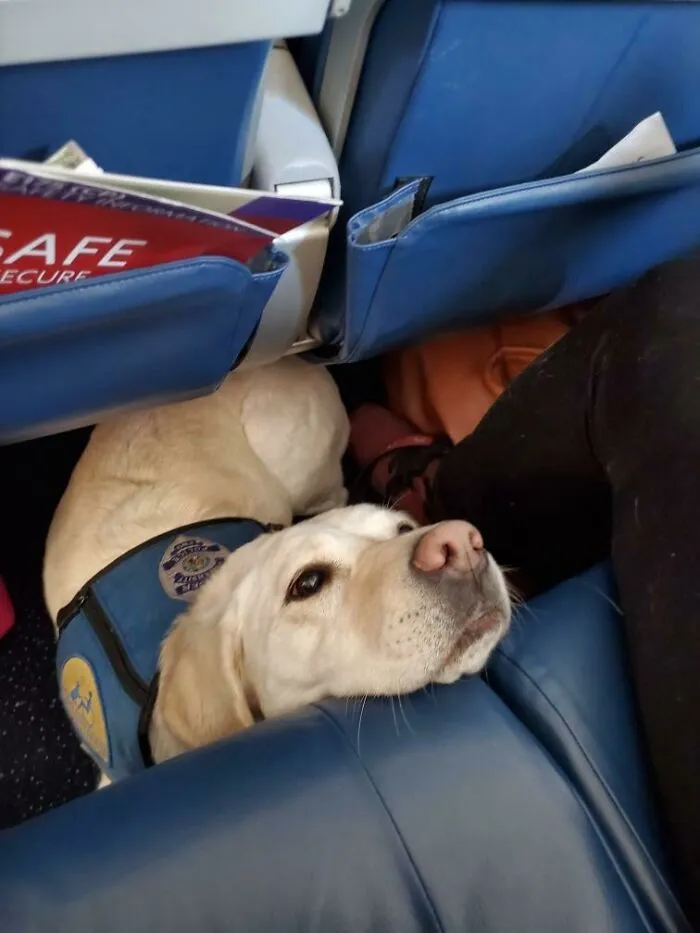 Este perro policía en el vuelo de mi esposa hoy