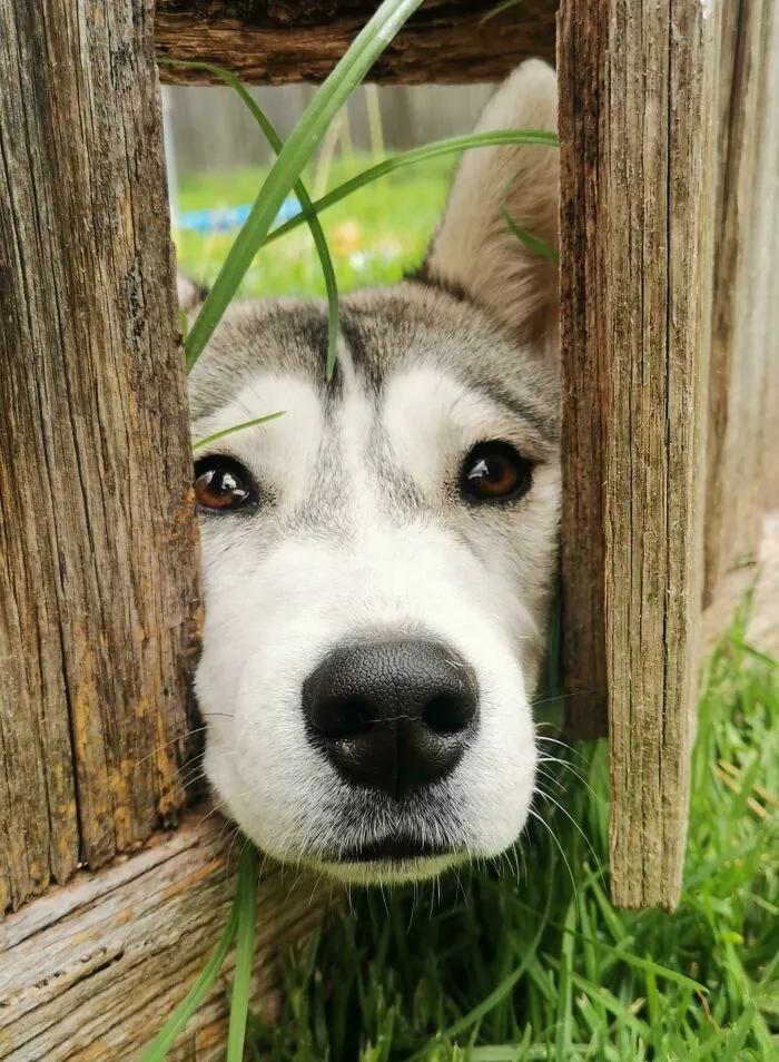 My Neighbor's Dog Peeking Through The Fence To Say Hello
