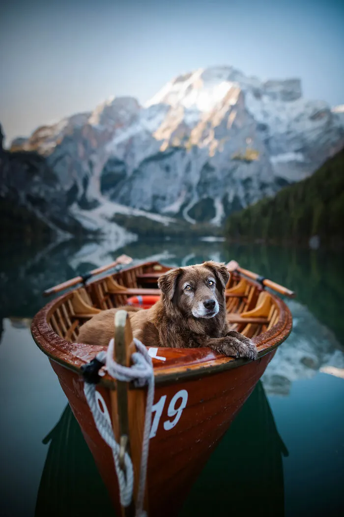 I Want To Show That Adopted Dogs Are Beautiful So I Captured These 30 Photos