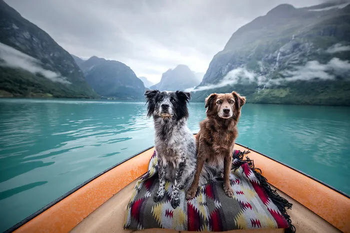 I Want To Show That Adopted Dogs Are Beautiful So I Captured These 30 Photos