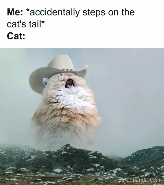 50 Funny Cat Jokes Created By People Clearly Living With One