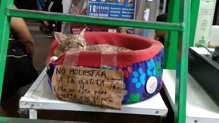 34 Times Cats Acted So Audacious That Their Owners Put Up A Sign To Warn Others About Their Ways