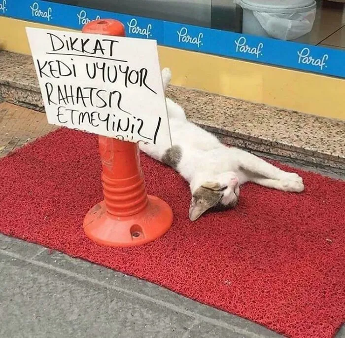 28 Gatos tan audaces que sus dueños tuvieron que poner carteles para avisar a los demás