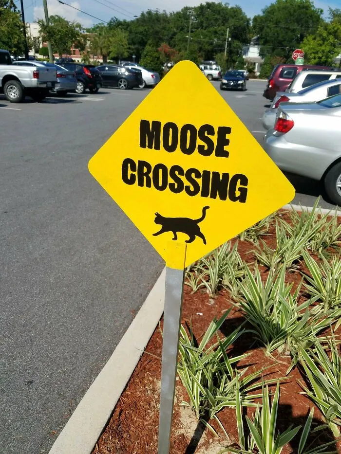 34 Times Cats Acted So Audacious That Their Owners Put Up A Sign To Warn Others About Their Ways