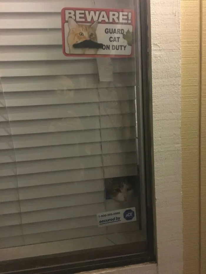 34 Times Cats Acted So Audacious That Their Owners Put Up A Sign To Warn Others About Their Ways