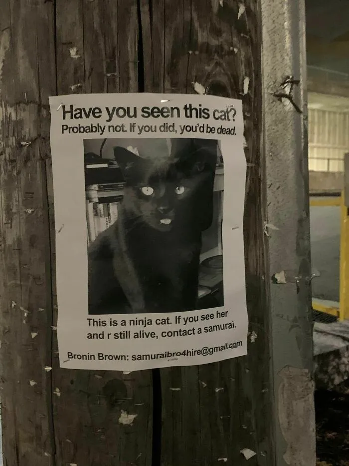 28 Gatos tan audaces que sus dueños tuvieron que poner carteles para avisar a los demás