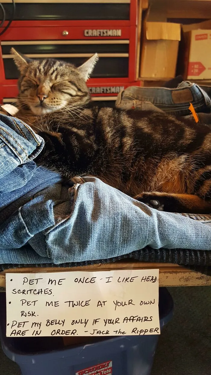 34 Times Cats Acted So Audacious That Their Owners Put Up A Sign To Warn Others About Their Ways