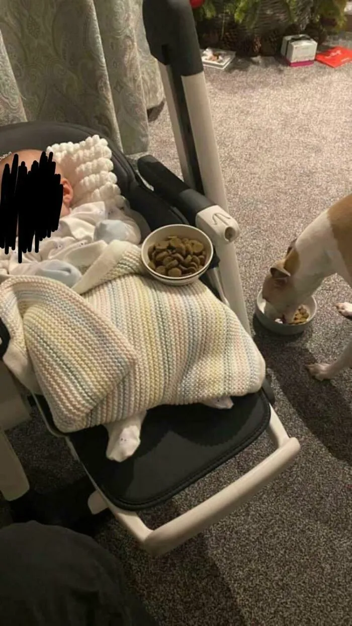 Su perro no ha comido bien desde que llevaron a su bebé a casa: el perro seguía llevando comida a la sala de estar y la dejaba allí