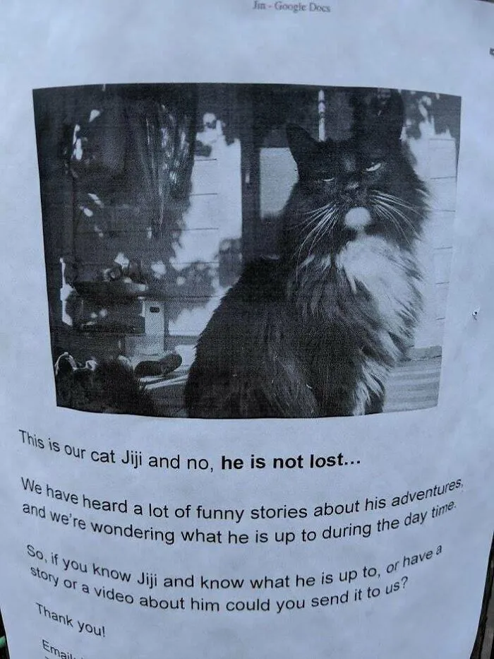 28 Gatos tan audaces que sus dueños tuvieron que poner carteles para avisar a los demás