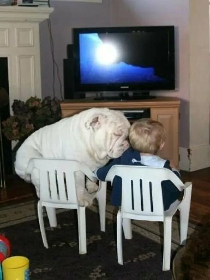 Este Bulldog se aplasta en cualquier espacio siempre que esté cerca de su humano