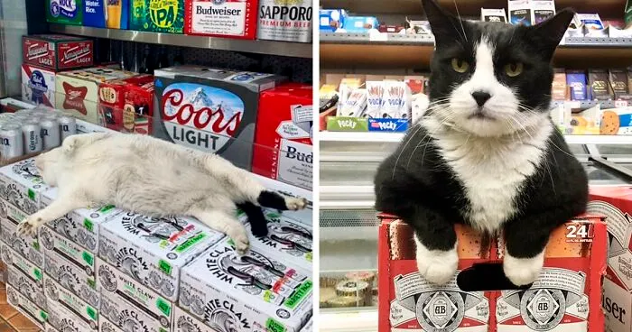 This Twitter Account Collects Photos Of Cats In Small Shops Looking Like They Own The Place (50 New Pics)