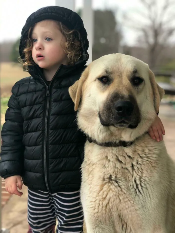 Nuestra buena chica, Stella. La recogí hace un año en la perrera. El mejor perro de granja de todos los tiempos