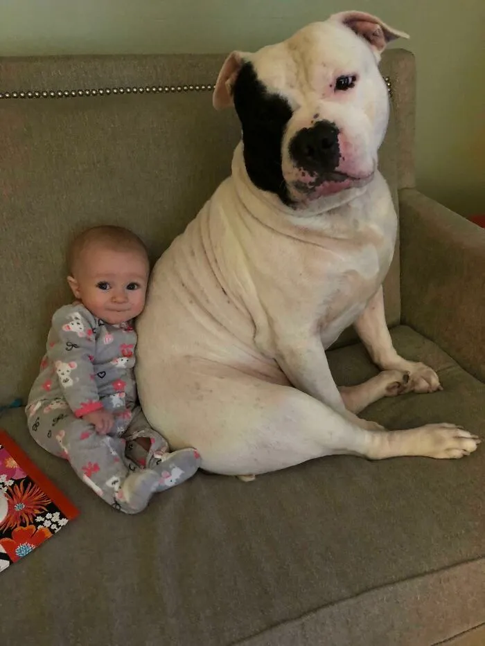Rico, el perro adoptado por mi madre, es el mejor amigo de mi bebé. Los interrumpí viendo a Peppa Pig
