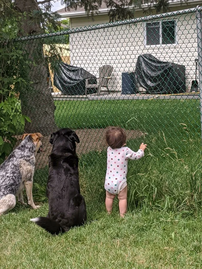 Nuestro vecino da golosinas a través de la cerca. Recientemente, también le ha estado dando golosinas a mi hija. Estos son ellos esperando pacientemente hoy