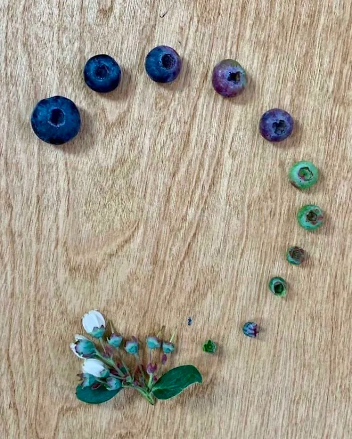 Mi padre envió el ciclo de los arándanos