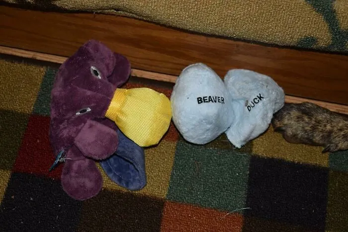 Mi perro ha roto su peluche de ornitorrinco y dentro había un huevo de castor y otro de pato