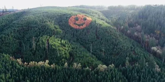 Every Autumn In The Oregon Coast Range As The Leaves Change, This Image Emerges From A Pine Forest