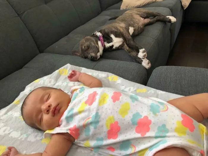 Esperé más de diez años por un perro, finalmente tengo un patio trasero. Intentamos quedar embarazados durante dos años y finalmente tuvimos una hija. El mes pasado mi corazón quedó completo