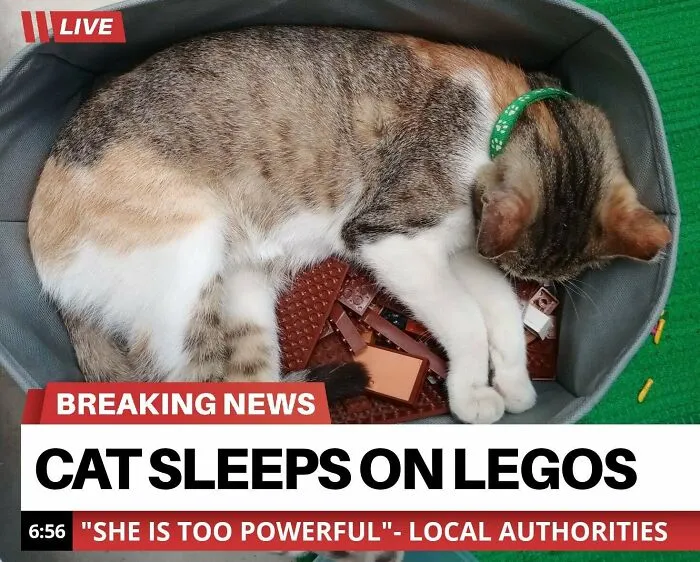 50 Funny Cat Jokes Created By People Clearly Living With One