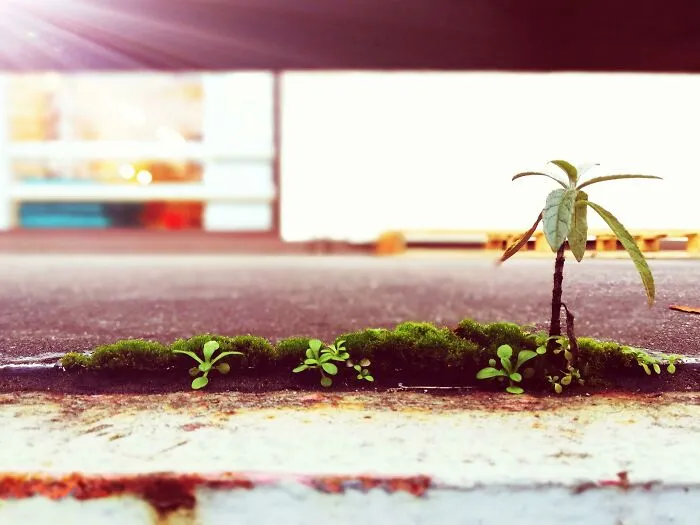Found A Patch Of Moss Behind A Loading Dock That Looks Like A Tiny Tropical Island With A Palm Tree