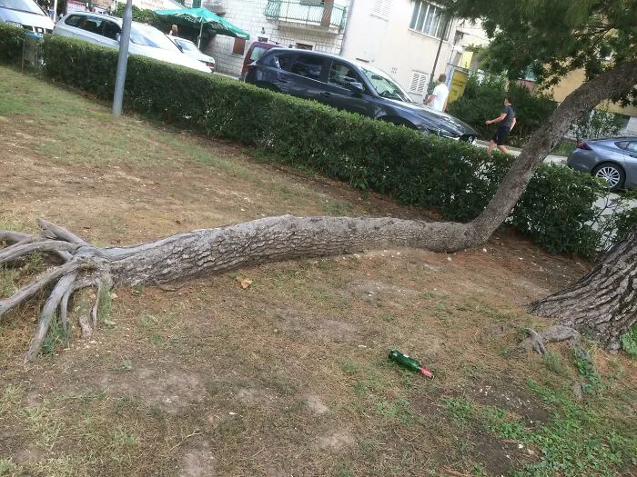 Tree Fell But Grew Back Up