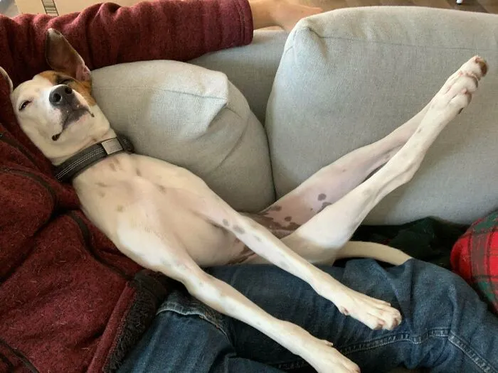 Doug tiene más piernas de lo que sabe qué hacer con ellas