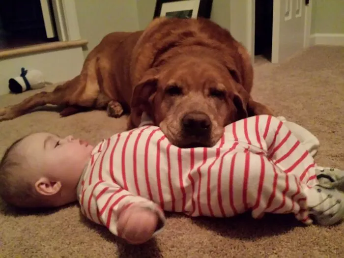 Tuve que sacrificar a mi perro hace unos meses. Mi hijo nunca sabrá cuánto lo amaba Griffin