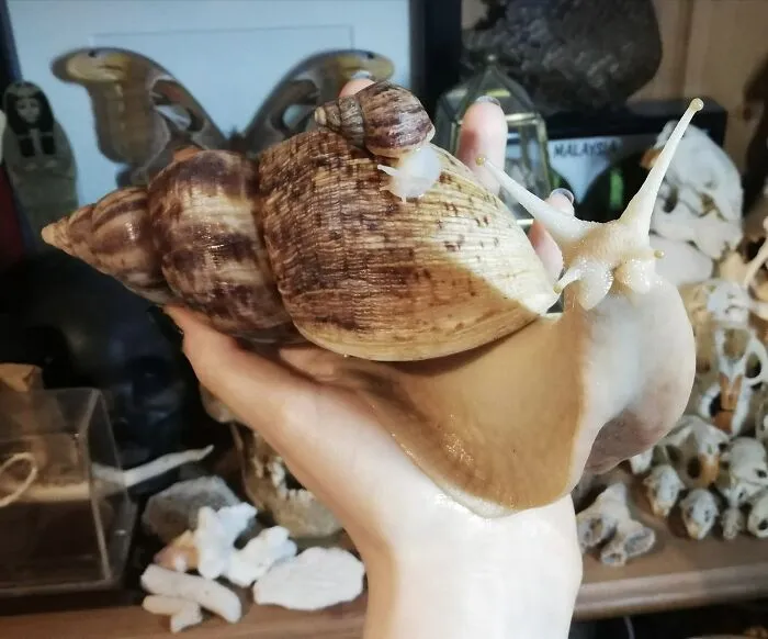 Tengo un caracol grande y uno pequeño como mascotas