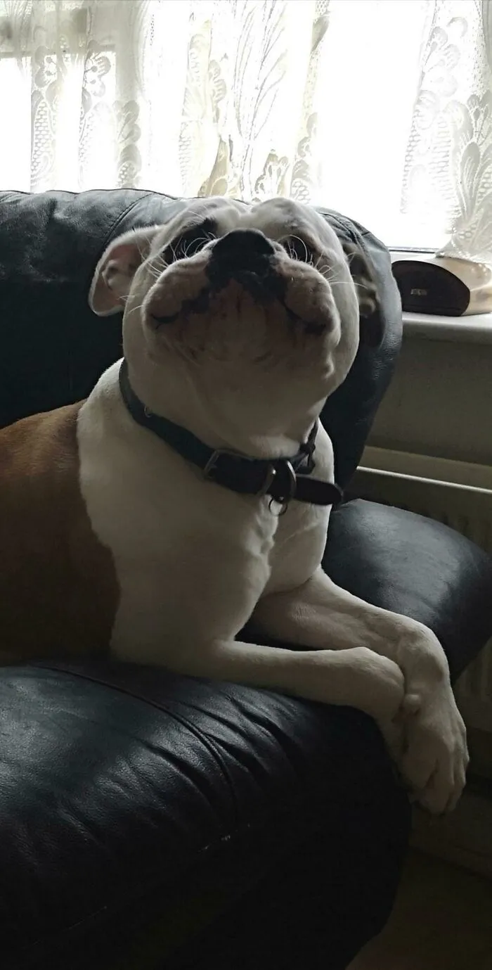 La cara que pone cuando está a punto de ladrar