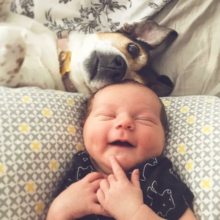 Estábamos tan nerviosos de traer a nuestro hijo recién nacido a casa para conocer a nuestro Beagle. Mejores amigos de inmediato. Conoce a Oliver y su perrita Sophie
