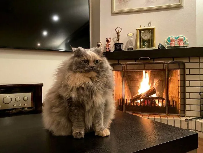Absolute Unit