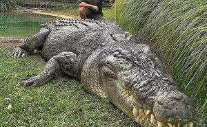 50 "Absolute Unit" Posts That Show Just How Big Things Can Get (New Pics)
